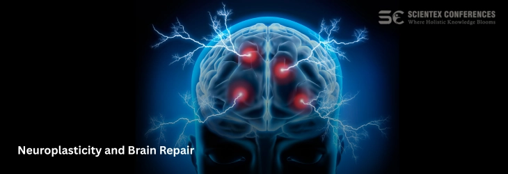 Neuroplasticity and Brain Repair